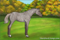 Horse Color:Silver Blue Roan Rabicano 