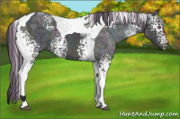 Horse Color:Painted White Spotted Midnight Brown Chinchilla Tobiano 