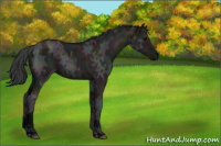 Horse Color:Midnight Grullo Ice