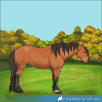Horse Color:Bay 