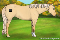 Horse Color:Palomino Dun 
