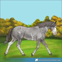 Horse Color:Liver Chestnut Sabino Splash Appaloosa  and Liver Chestnut Sabino Splash Appaloosa 
