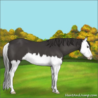 Horse Color:Smoky Black Splash