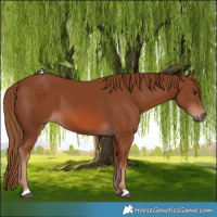 Horse Color:Chestnut 