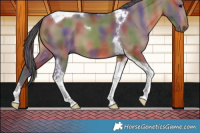 Horse Color:Nacre Bay Dun Tobiano 