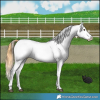Horse Color:Buckskin Dun Appaloosa 