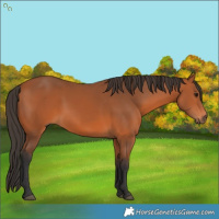 Horse Color:Bay 