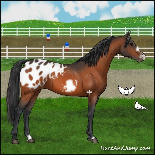 Horse Color:Bay Frame Appaloosa 