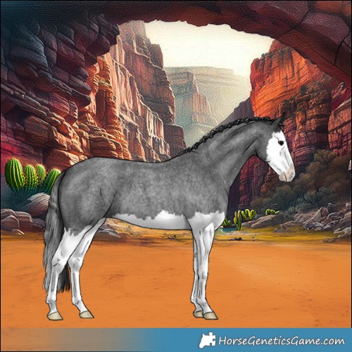 Horse Color:Blue Roan Splash 