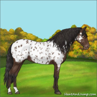 Horse Color:Bay Appaloosa 