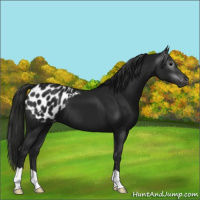 Horse Color:Gray Black Appaloosa