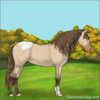 Horse Color:Bay Dun Appaloosa