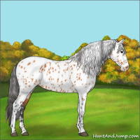 Horse Color:Bay Appaloosa 