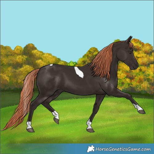 Horse Color:Liver Chestnut Tobiano Rabicano 