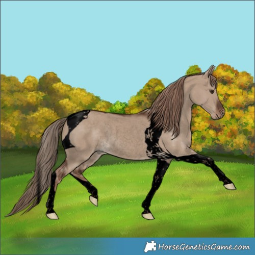 Horse Color:Void Liver Red Dun Tobiano Rabicano 
