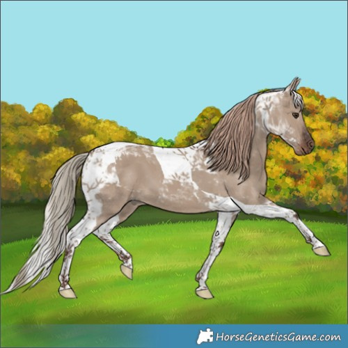 Horse Color:Liver Red Dun Tobiano 