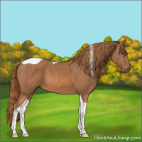 Horse Color:Chestnut Tobiano 