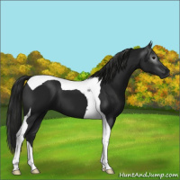 Horse Color:Gray Black Tobiano 
