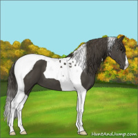 Horse Color:Smoky Black Tobiano