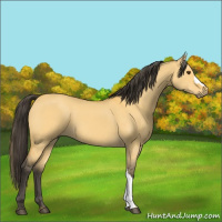 Horse Color:Buckskin Dun 