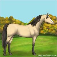 Horse Color:Buckskin Dun 