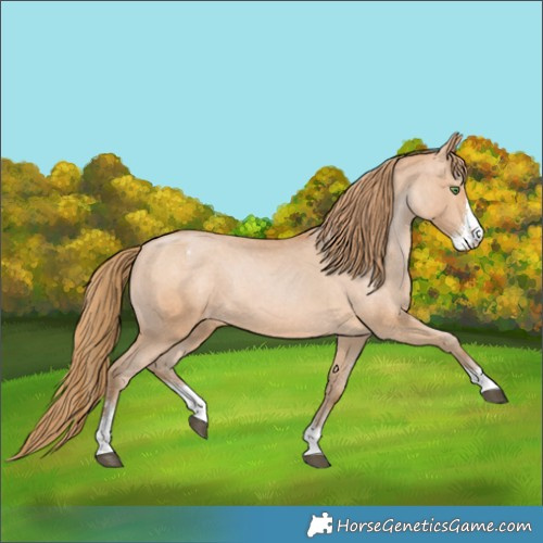 Horse Color:Bay Pearl Sabino Appaloosa Rabicano 