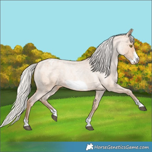 Horse Color:Silver Bay Roan Pearl Sabino Frame Appaloosa Rabicano 