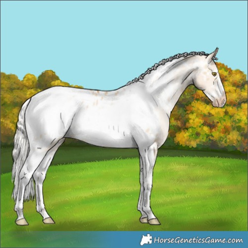 Horse Color:Silver Bay Pearl Dun Tobiano Frame Appaloosa Rabicano 