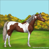 Horse Color:Gray Silver Bay Tobiano 