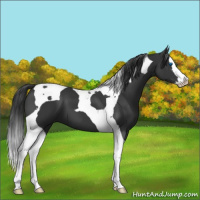 Horse Color:Black Splash Tobiano 