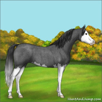 Horse Color:Blue Roan Splash 
