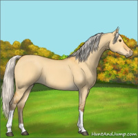 Horse Color:Silver Buckskin Dun Tobiano 