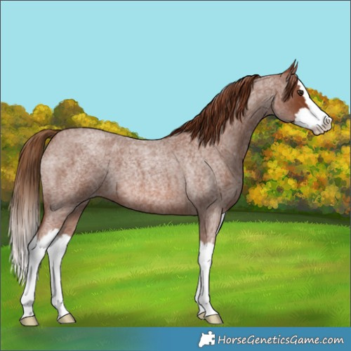 Horse Color:Red Roan Splash 