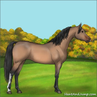 Horse Color:Bay Dun 