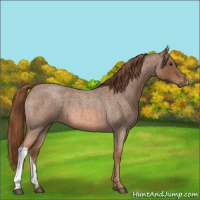 Horse Color:Red Roan 