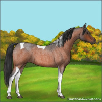 Horse Color:Bay Roan Tobiano