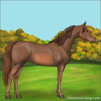 Horse Color:Red Roan 