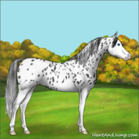 Horse Color:Black Splash Appaloosa 