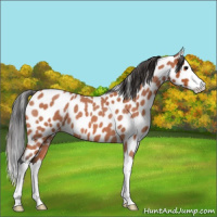 Horse Color:Bay Roan Splash Appaloosa 