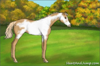 Horse Color:Palomino Frame 