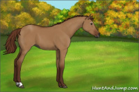 Horse Color:Gray Red Dun 