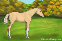 Horse Color:Gold Cream Champagne 