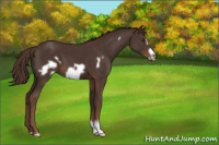 Horse Color:Liver Chestnut Frame 
