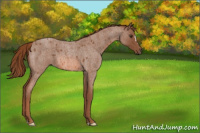 Horse Color:Red Roan 