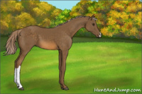 Horse Color:Chocolate Palomino 