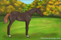Horse Color:Liver Chestnut 