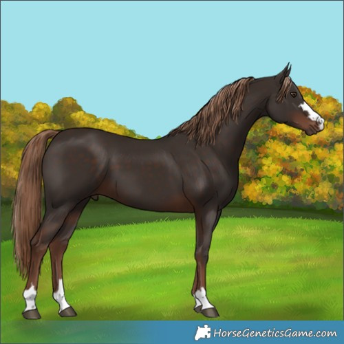 Horse Color:Liver Chestnut 