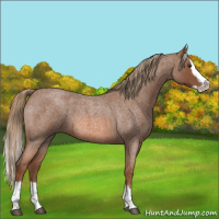 Horse Color:Red Roan Splash 