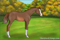 Horse Color:Chestnut Splash 