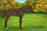 Horse Color:Liver Chestnut 